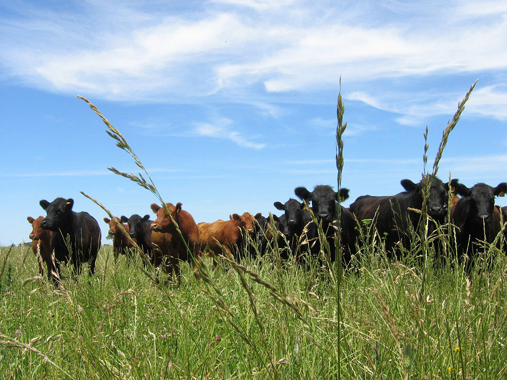 fleischhandel frost meat