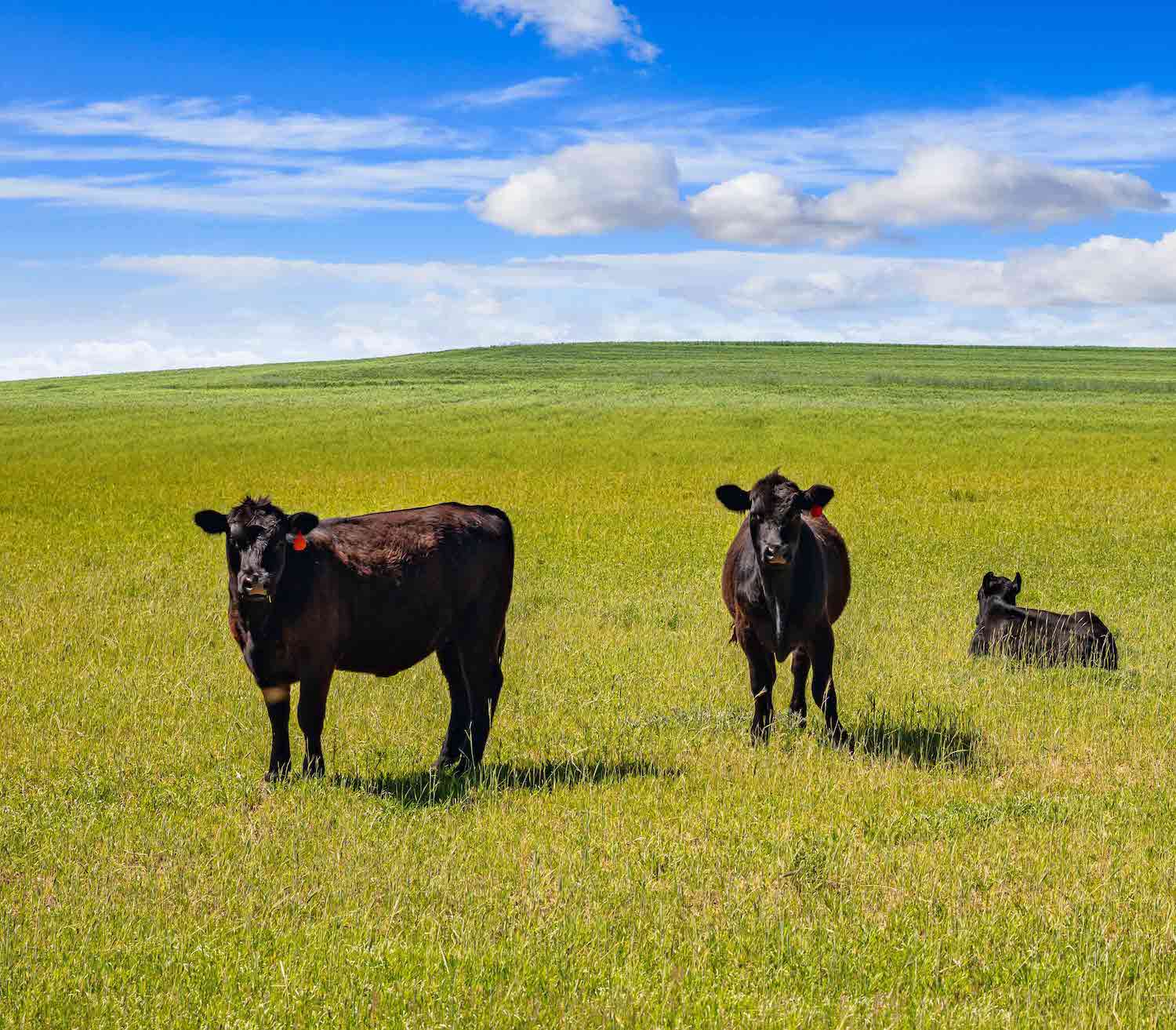 fleischhandel frost meat